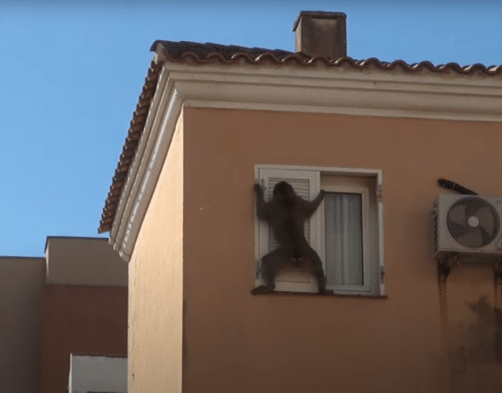 Gibraltari makaak põgenes Hispaaniasse