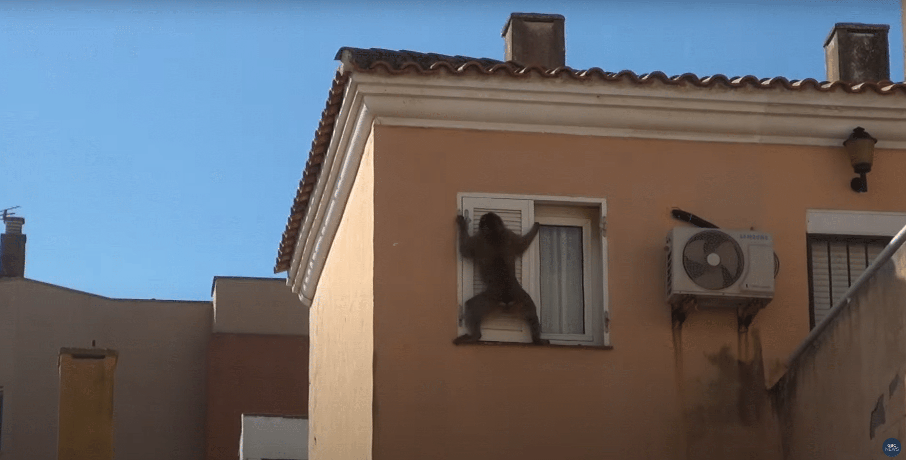 Gibraltari makaak põgenes Hispaaniasse